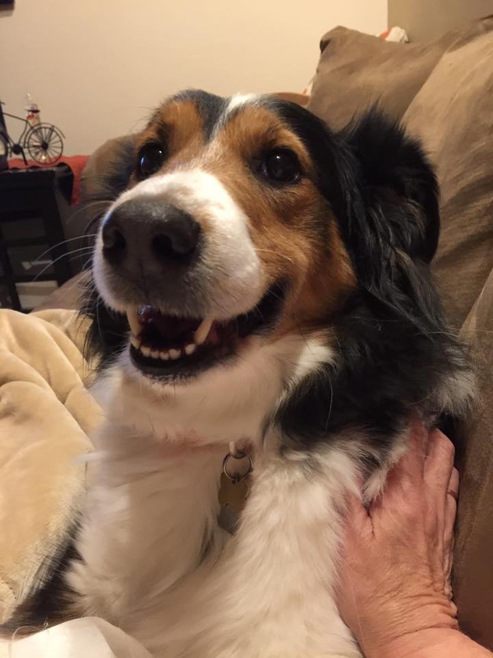 My lap dog Tonight