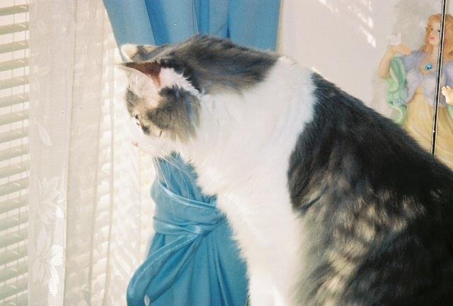 My mom's cat is now 16 years old. This last year she has stopped acting like a kitten. Running and climbing. Now, she just wants to be near somebody all of the time.