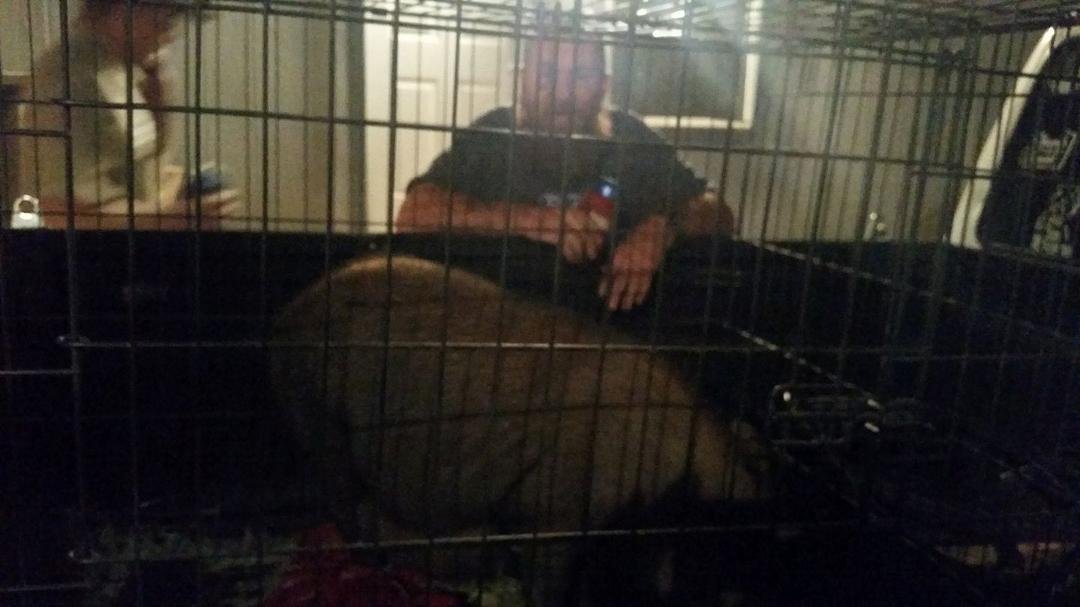 Just picked up my pig. This is Chris P bacon. And she's pregnant