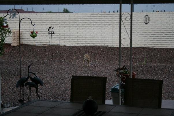 Coyote