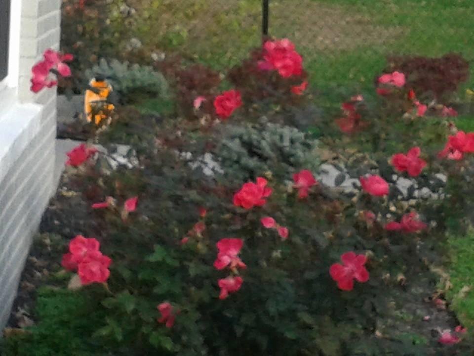 My neighbor's flowers are still here! Beautiful weather on December 10th! Amen! :-)