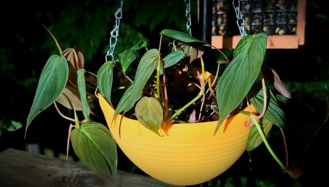 Pretty little night pic of my philodendron micans! It is growing so fast and I just love it. I need to repot my prince of orange soon. I love aroids!