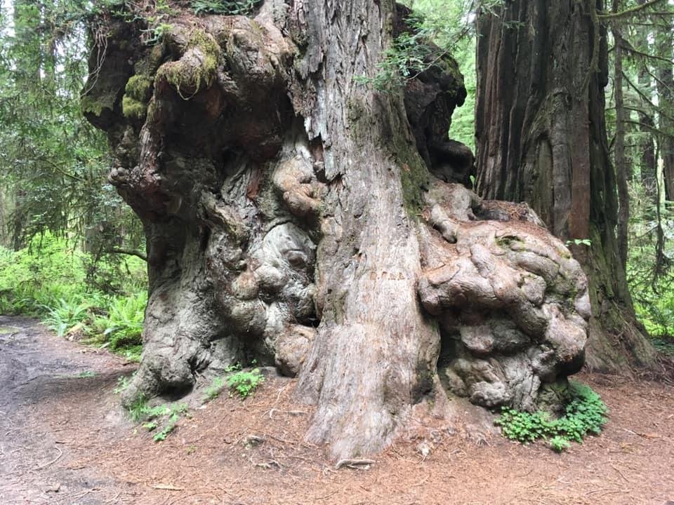 Smith Redwood forest ♥️