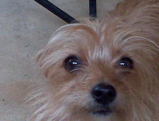Dixie