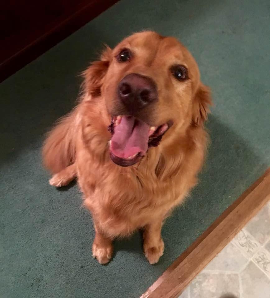 Happy National Doggie Day from Doug!! Woof, woof!! Now feed me mom!❤️🐾❤️🐾