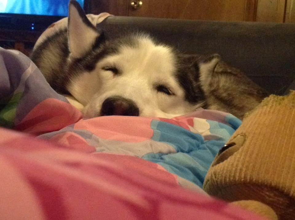 The No Snow Siberian Husky....