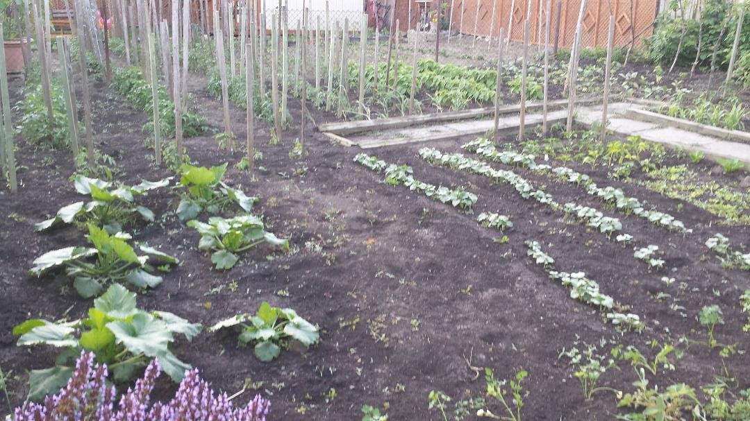 garden is coming along - 2 hours pulling weeds yesterday