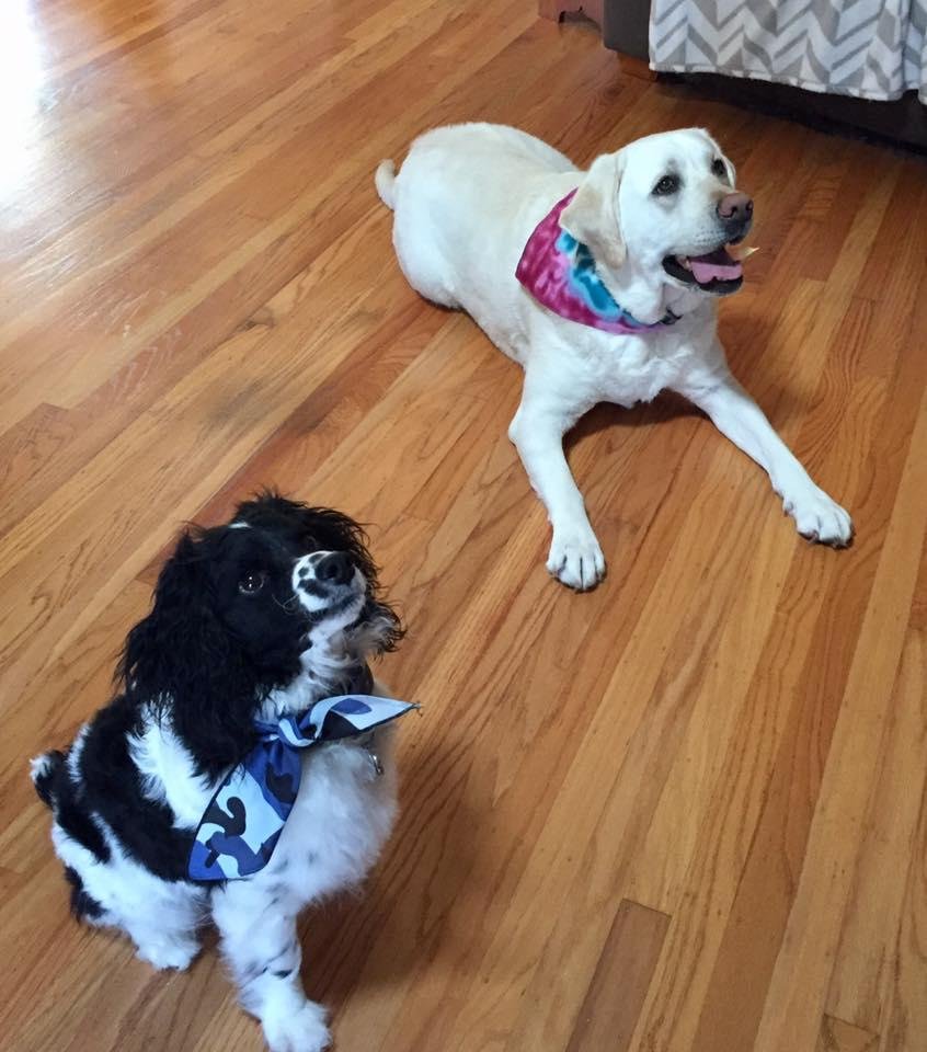 Happy National Puppy day to the two best dogs who makes me smile everyday Riley and Wyatt