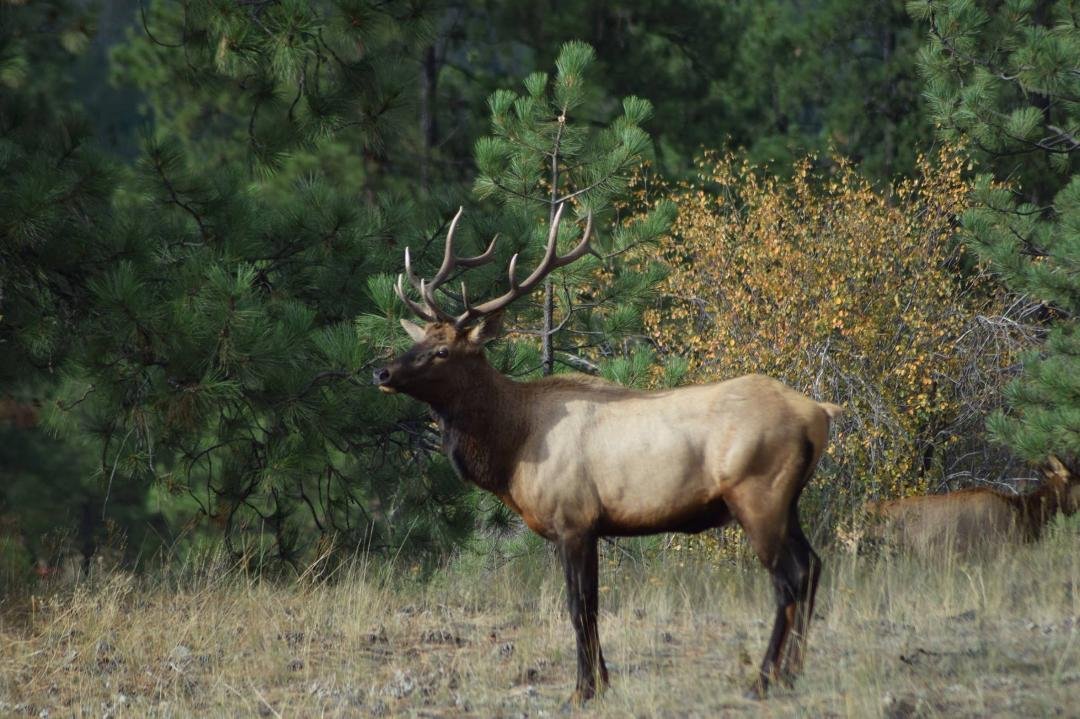 He visited us this morning, probably about 30-40 head of elk.
Really Cool!!! About 60-75 feet from our front door...