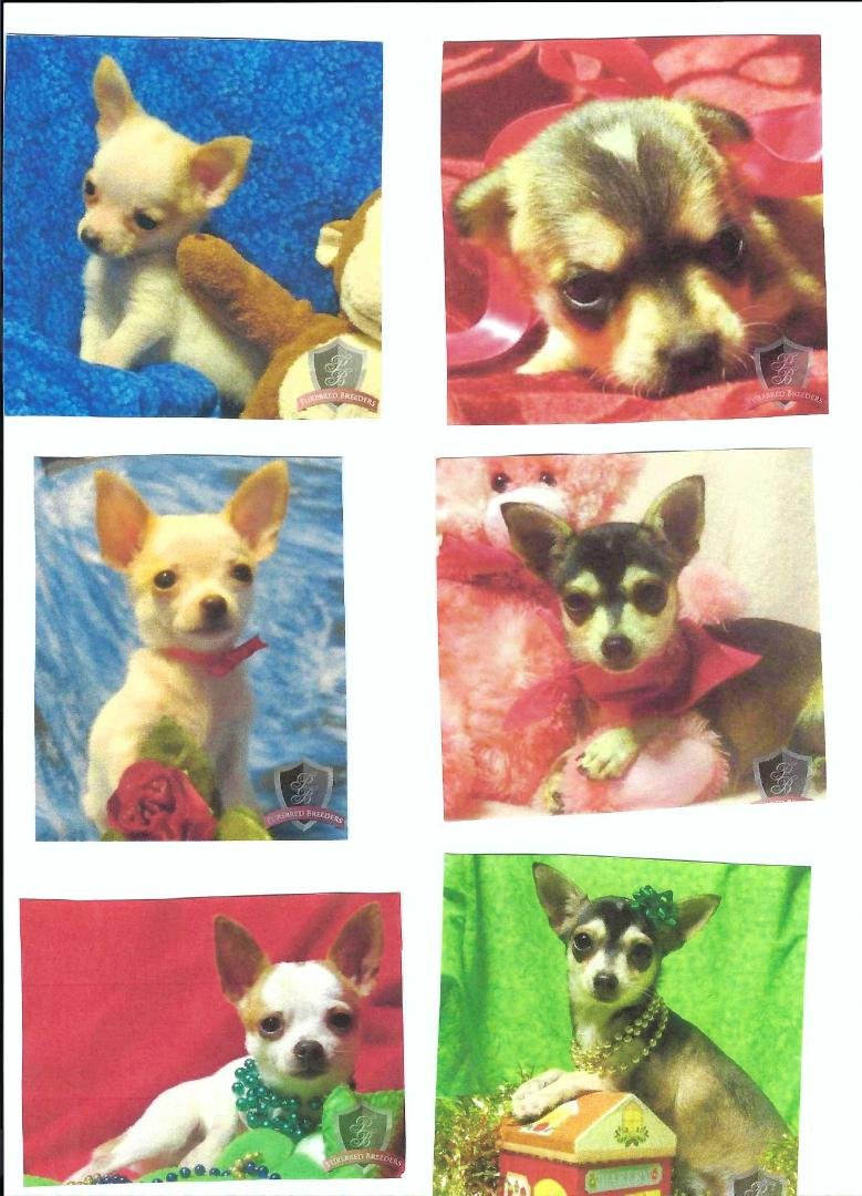 Spunkie (Left side) & Angel (Right side): Both 9 years old now and the top row was taken 3 mos. old, 2nd row about 1year and last row 2 yrs. old
