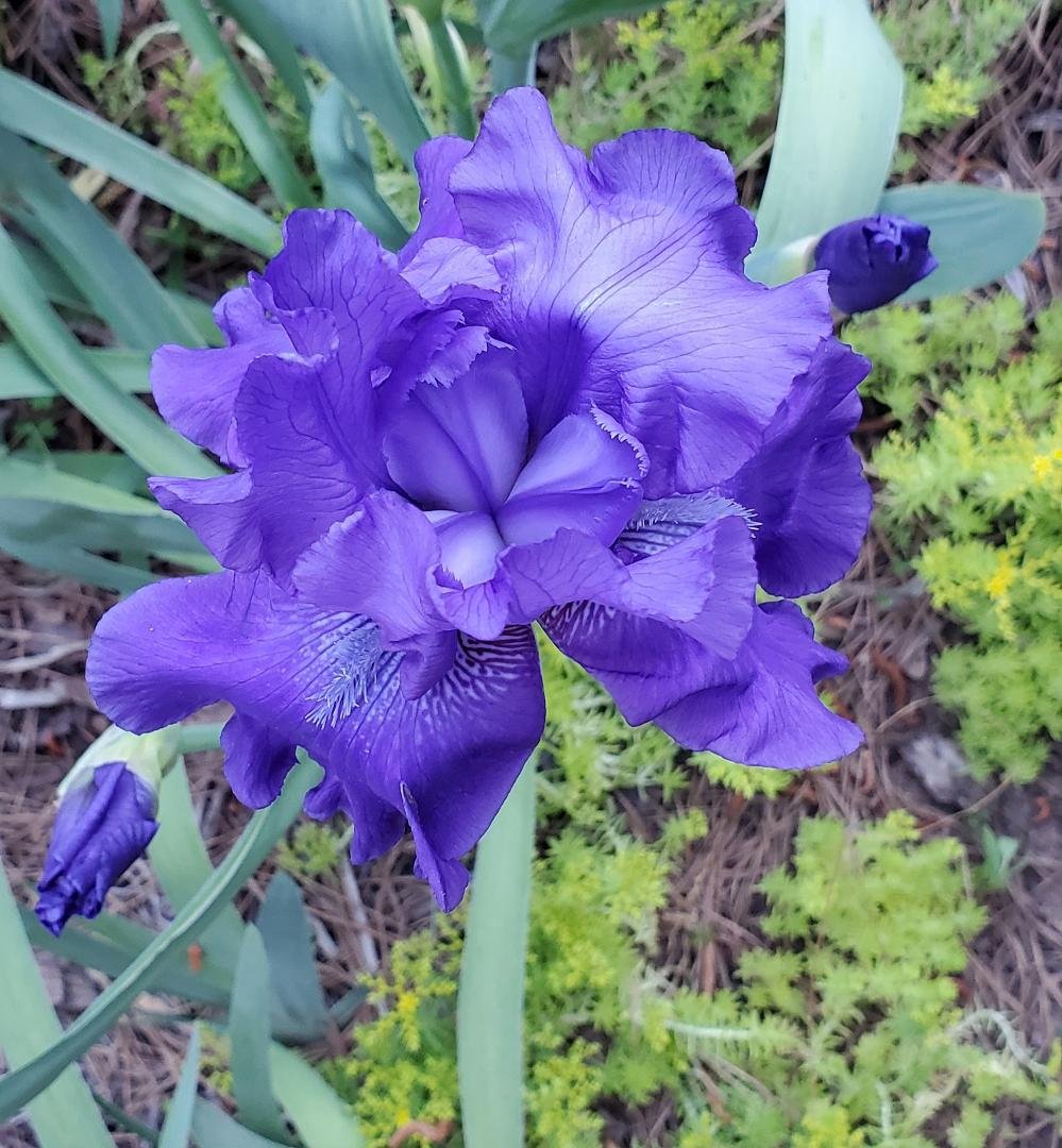 Jane Clark's album, Mobile Uploads