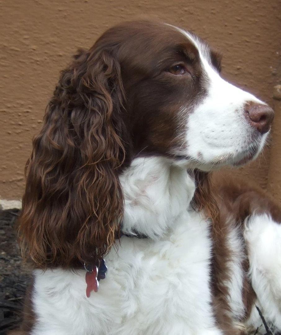 It's been almost two weeks since my sweet Zoey went ahead without me. I still think about her everyday. Thank you girl for 14 great years and for making me proud to be a pet owner. And thank you Jane Kirby Rheaume for taggi