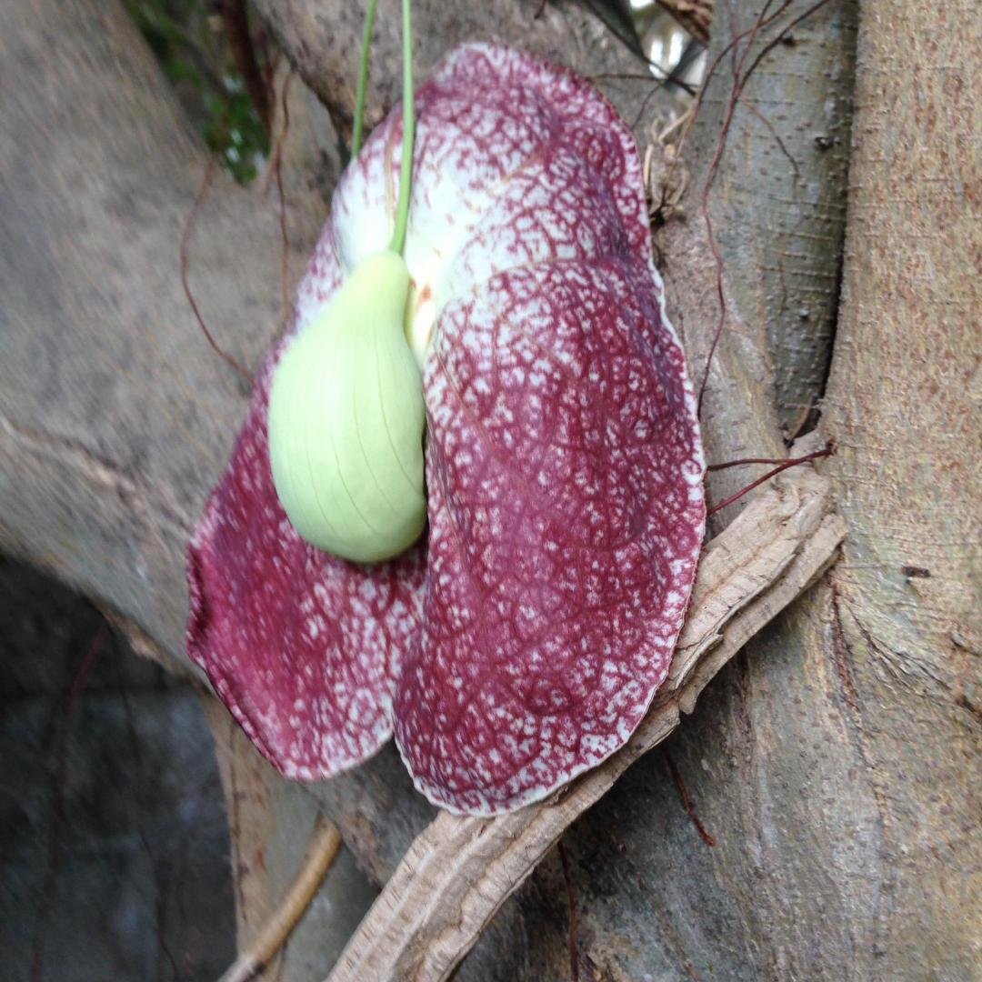 What is this vine called? In shade and growing up tree.