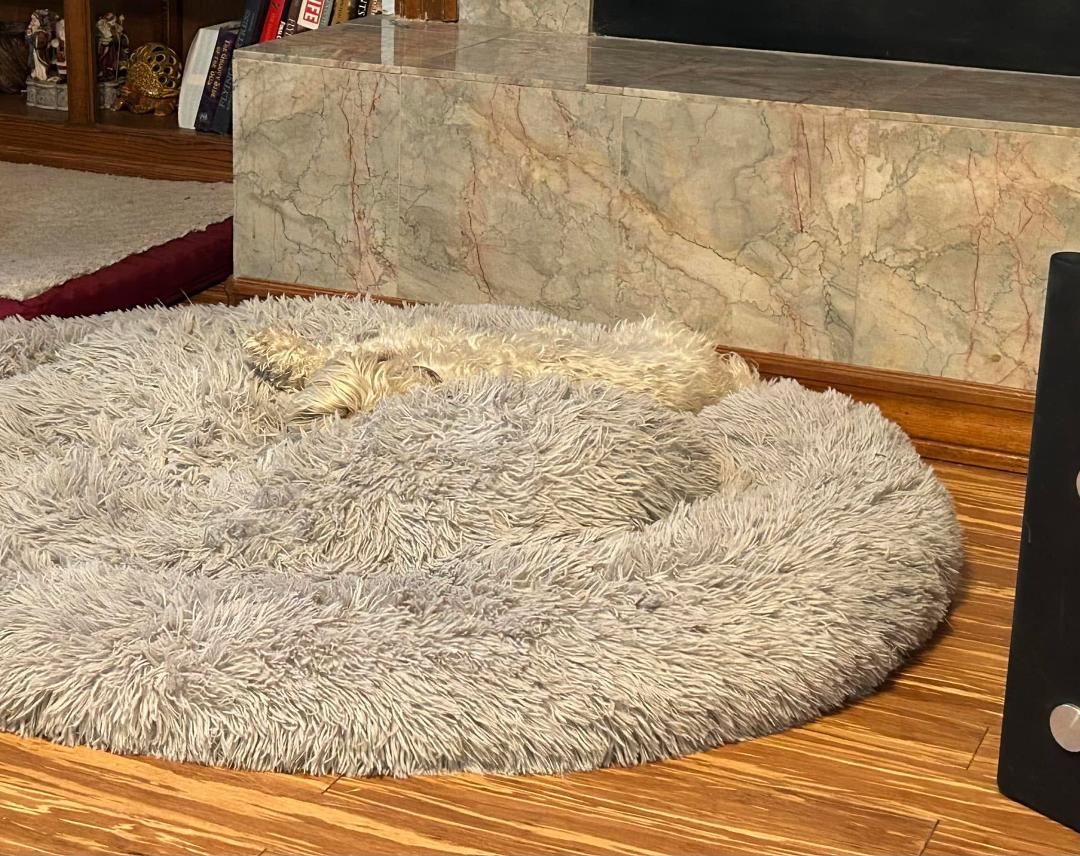 Find the puppy