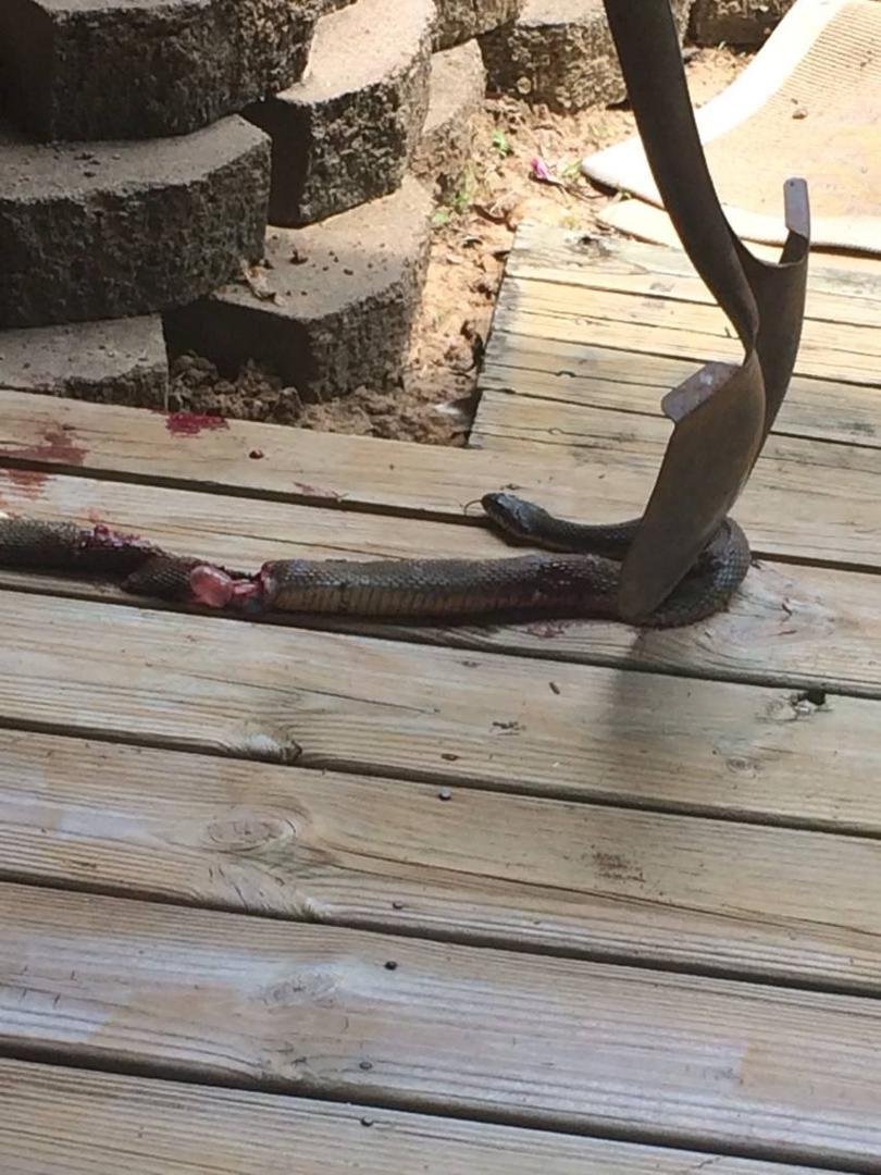 Moccasin on the front porch. I am ready to move