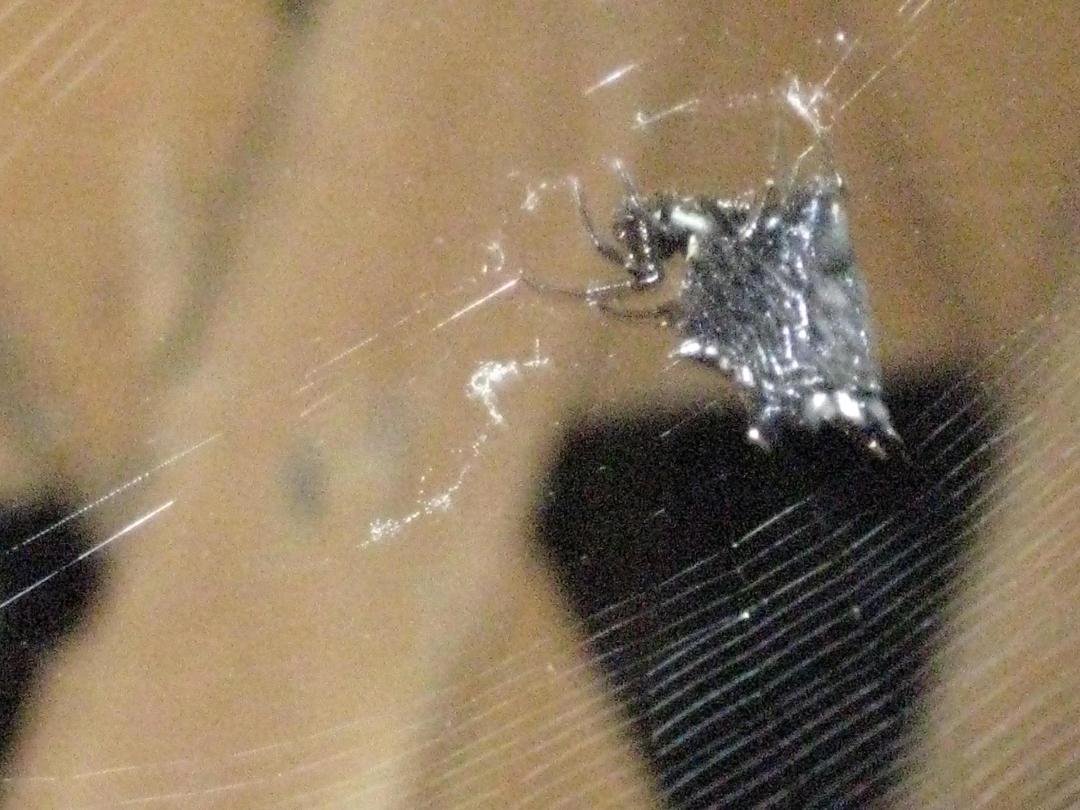 Anyone know what kind of spider this is?