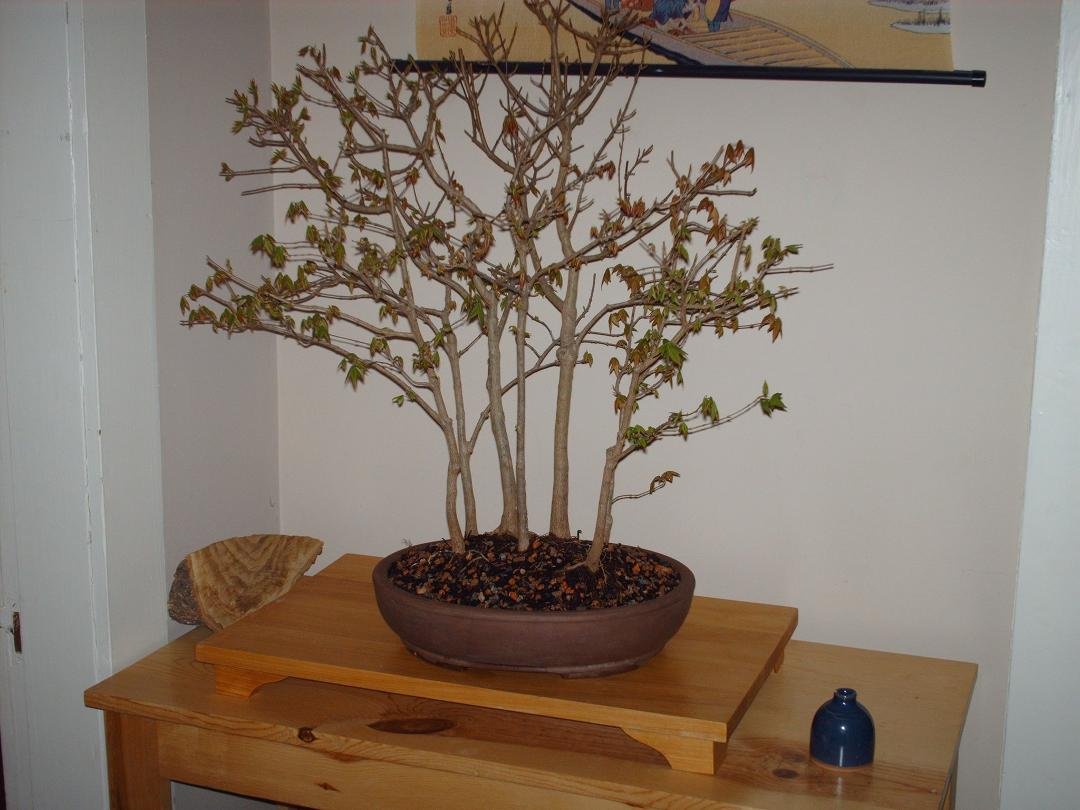 This a newly repotted Trident maple "forest" style bonsai. Ive had it for 2 years, so it is about 8 or 9 yrs old.