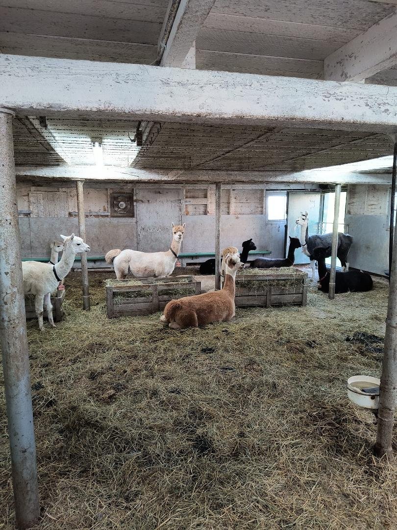 Thanks for the birthday wishes. I am here in Drummondville, Quebec for The Living Church of God
Today there was an excursion to a nearby cheese factory and an alpaca farm which also has ostriches, goats, rabbits, chickens,