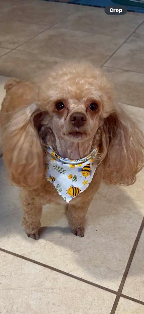 I got a bath today from Doggy Road . They do such a good job on me 🐩