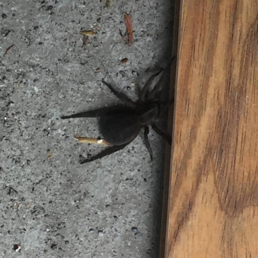 More spider pics