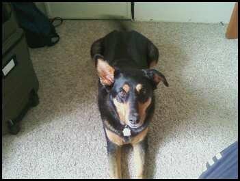 This is Bill's dog, Chase.