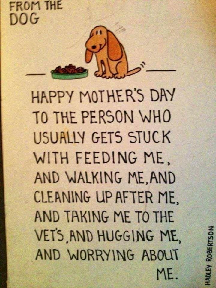 To all of my FB doggy moms