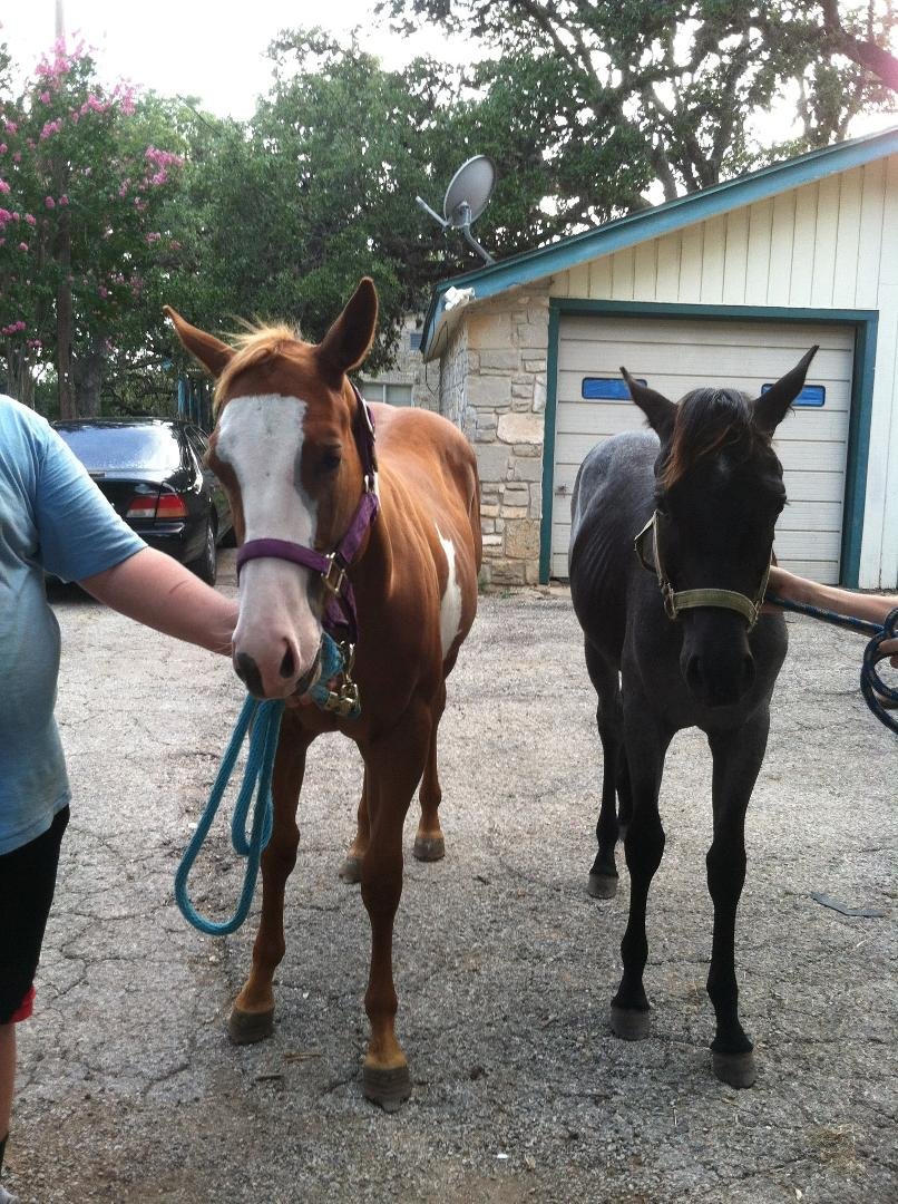 We just got our baths and she is making us take pics...Why us... what did we do... Joker and Roo