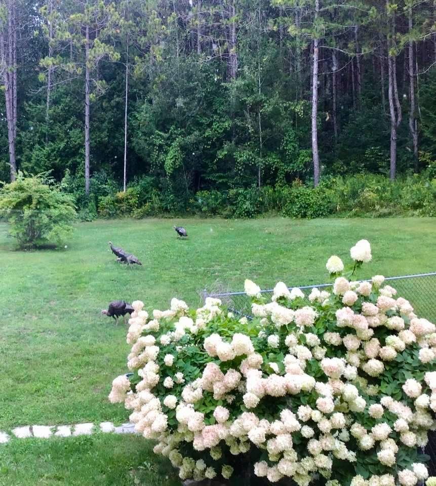 This afternoon after lots of rain....turkeys on the prowl for food! These are the Toms...