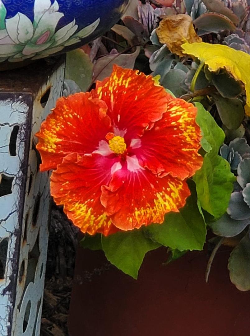 Backyard bloom