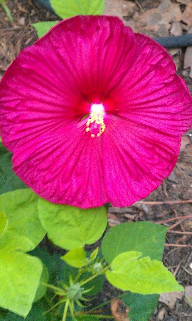 Beautiful Mallow in back yard