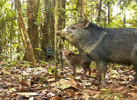 Now those are big pigs. Look at the game cam in the background. This is a real picture.