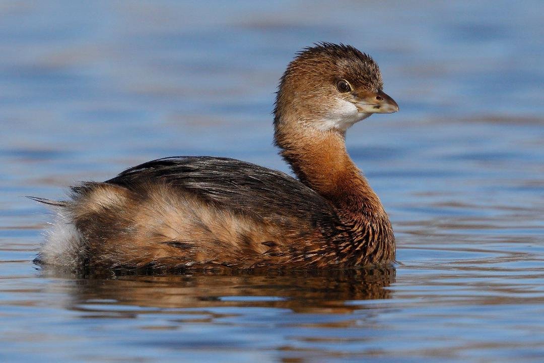 Pied-billed Grebe