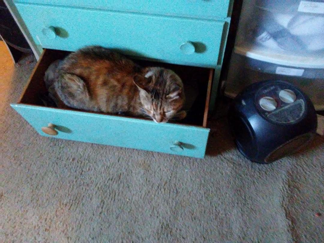 Layla enjoying a new place to lay