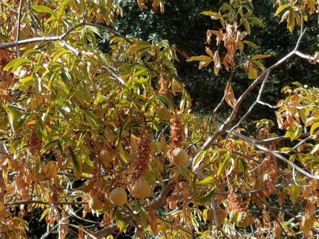 Anyone know what kind of tree this is?