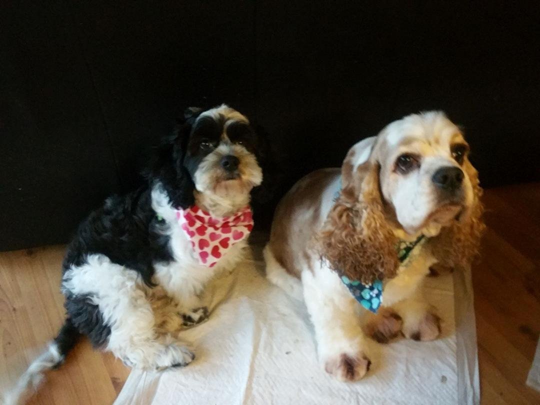Our recently groomed doggies trying to be good for Valentine's day!