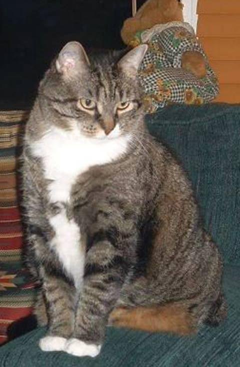 This morning I said goodbye to one of my best friends,confidant,and so much more..
She had lost 4 lbs in a year when seen Feb.26 and today and had lost 2 more pounds.She was tired and it was time to let her go.
Goodbye Ally