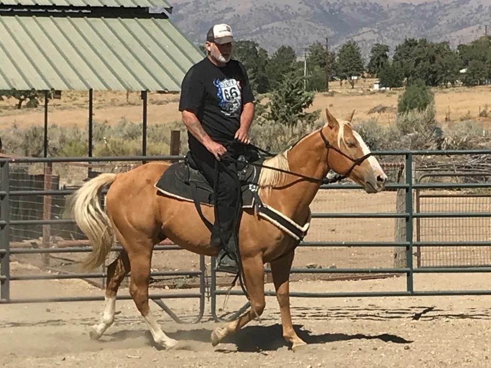 My wife's new horse