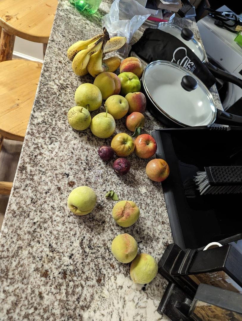 Just harvested eight yellow cling peaches. Two of them were about half ripe. The other six are still getting there. Put some apples and plums by them on the counter. See if that helping some ripen. The two that I ate were