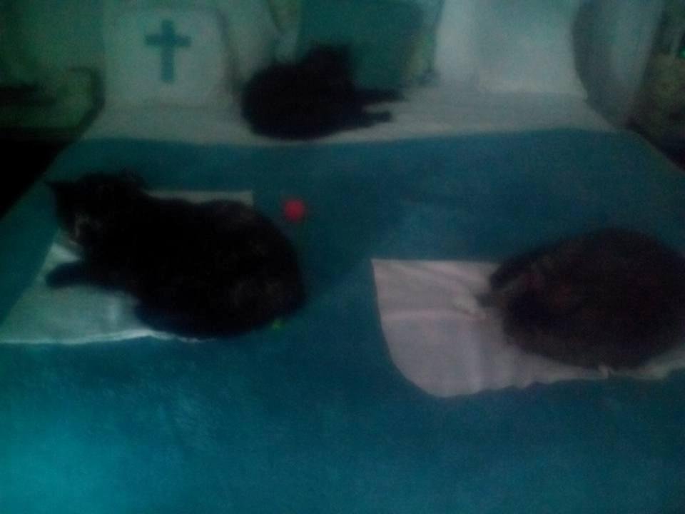 Come in to see all my cats resting waiting for me🌈✅💫my furry angels