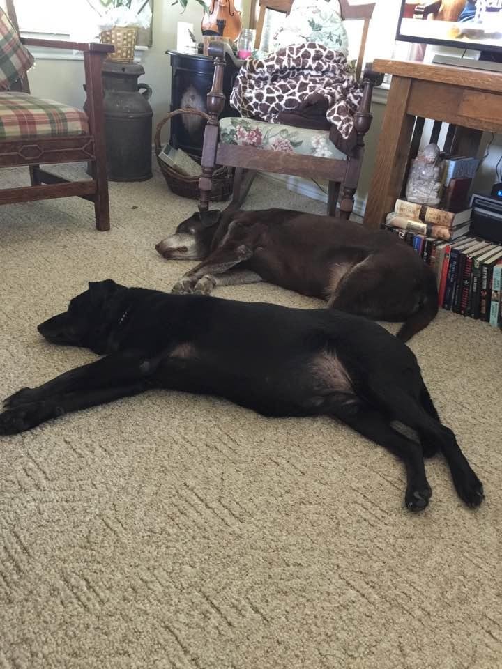 Charlie and his Sister Maggie taking a nap after breakfast. They lead such a stressful life.