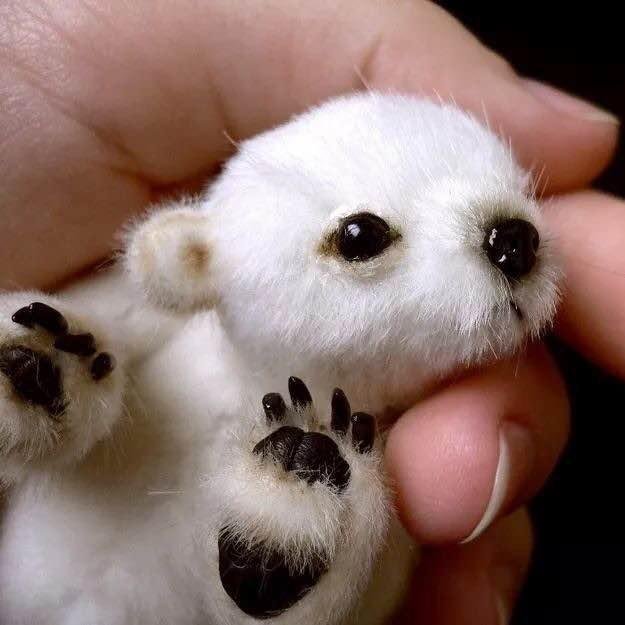 Infant Polar Bear