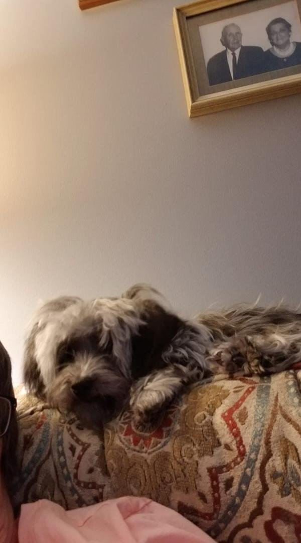 So someone likes to look over my shoulder when i read, knit, watch TV. What can I say. She is so proud of herself.