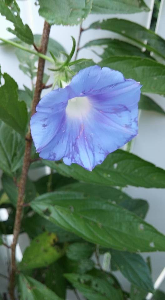 What kind of flower is this? Mr. Tom?