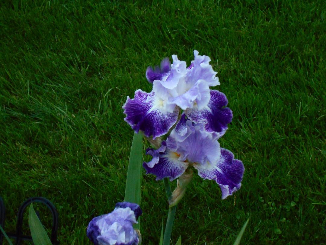 Irisi's front yard