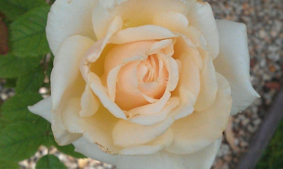 Ellen Soucy's album, Mobile Uploads