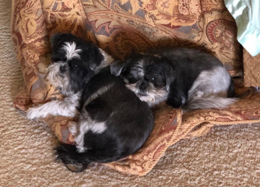 We had to put our precious Bentley down today (he's on the left in photo). We are heartbroken😢 He gave us incredible joy for 15 years. He would have been 15 years old tomorrow. Thankfully, we still have Bailey for now.