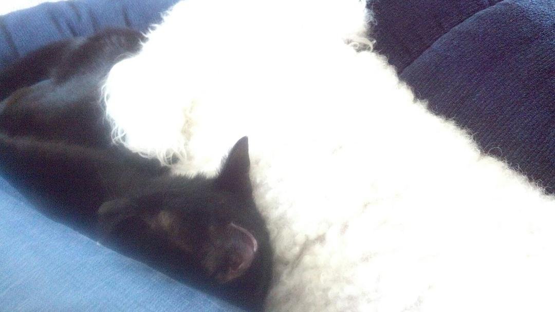 Annie and Felix..chillin together!