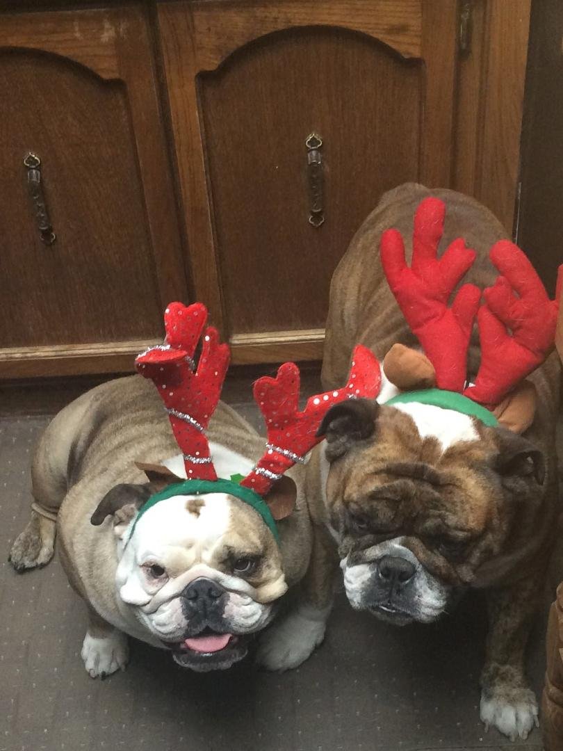 Our Bullies want to wish you all a Merry Christmas and Happy New Year!!!