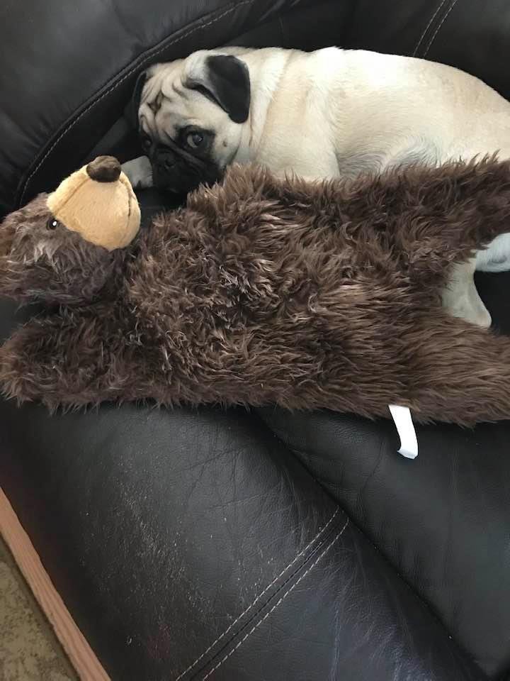 Stanley has a new friend!
