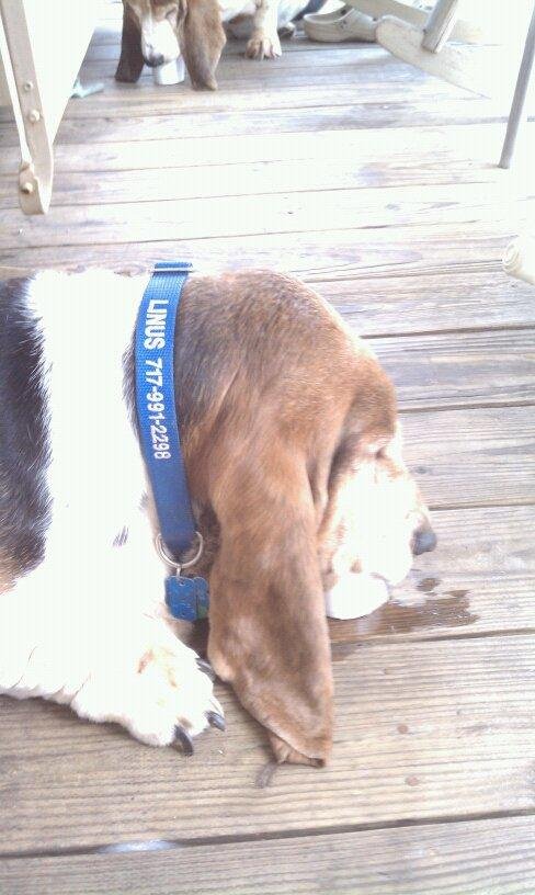 Linus eating s frosty paw ice cream with his eyes closed!